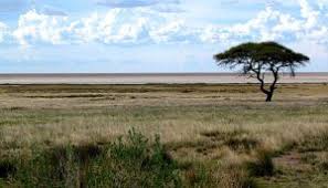 Image result for Acacia luederitzii