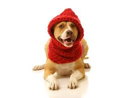 Red Hoodie Scarf 3 Cozy Dog Pet Halloween Costumes Pets