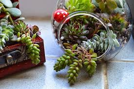 If your succulents live in a terrarium without any drainage, please be careful about how much water you give your plants. How To Make A Succulent Terrarium Lovely Greens