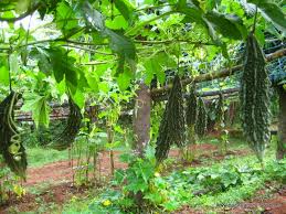 So, take care and live well! Bitter Gourd Farming Karela Cultivation A Full Guide Agri Farming