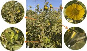 Image result for Aspilia africana