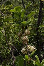 Image result for Pavetta schumanniana