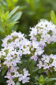 It's a low growing wildflower that spreads through thick rhizomes and seeds. 22 Best Ground Cover Plants Best Low Growing Perennial Flowers