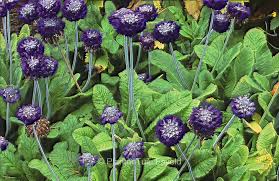 Image result for Primula capitata