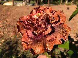 Pin On Hibiscus