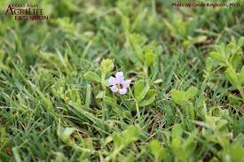 Image result for Hyparrhenia gossweileri