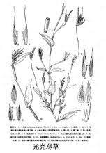 Image result for Arthraxon micans