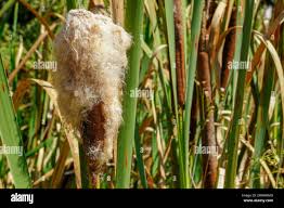 Image result for Typha
