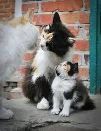Hi Honey I M Home Mama Cat Kittens Beautiful Cats