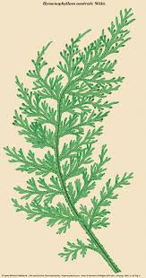 Image result for Hymenophyllaceae