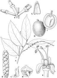 Image result for Pentarhopalopilia