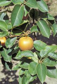 Cooler summers will delay the ripening process but a warmer one will hasten it. Asian Pear Tree Care Tips For Growing Asian Pears In The Landscape