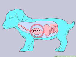 We did not find results for: 3 Ways To Care For A Dog With Megaesophagus Wikihow Pet