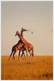 Pin On Girafe