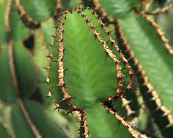 Image result for Euphorbia fortissima