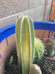 On one hand, it's very possible and actually easy to save your succulent friend. Cactus Turning Yellow 369548 Ask Extension