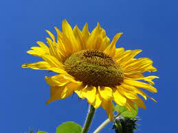 Google Image Result For Http Upload Wikimedia Org Wikipedia Commons B Bf Sunflower From Silesia Jpg Healing Plants Plants Sunflower Wallpaper