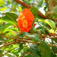 Image result for Punicaceae