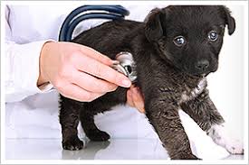 Check spelling or type a new query. South Gate Veterinary Clinic Vet Fort Myers Fl