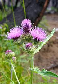 Check spelling or type a new query. Think Twice Before Killing Those Thistles Thistle Identification Weedwise Program