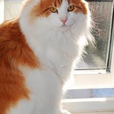 Norwegian forest cat size comparison. Norwegian Forest Cat Orange And White Sitting Fourth Norwegian Forest Cat Cats Cat Years