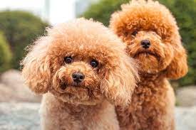 I have uploaded a quick video/pictures of our purebred standard poodl. Poodle Miniature Dog Breed Information American Kennel Club