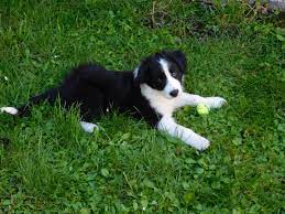 Sam Border Collie Puppy