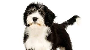 Check spelling or type a new query. Polish Lowland Sheepdog Dog Breed Information Purina