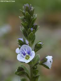 Image result for Aeollanthus serpiculoides