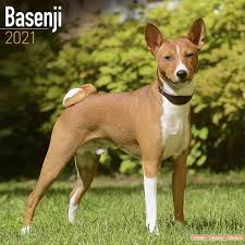Maybe you would like to learn more about one of these? Basenji Calendar 2021 Simply Order Online Kalenderwinkel Nl