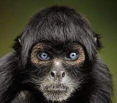 Peruvian Black Spider Monkey Memocracy Monkey Species Spider Monkey Rare Animals