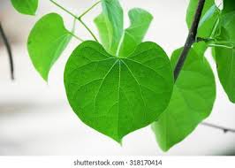 Image result for Tinospora tenera