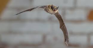 The last thing you want is to have to pay extra when problems arise between visits. Bats Natural Pest Control For The Ranch Beef Magazine