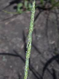 Image result for Eriochloa