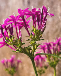 Image result for Pentas purpurea