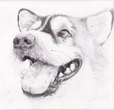 Image Result For Easy Pencil Drawings Of Animals For Beginners Pencil Sketches Of Animals Pencil Drawings Easy Animal Drawings How to use your racer to create white hair and whiskers and a whole lot more.