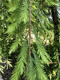 Image result for Taxodium