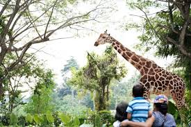 Singapore Zoo Hello Singapore Tours