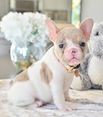Every lilac coloured french bulldog is naturally a blue gene carrier. New Pics Of Willow Blue Fawn Merle Pied Female Available Www Poeticfrenchbulldogs Com Fr Bulldog Puppies French Bulldog Puppies Merle French Bulldog