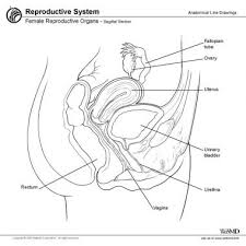 Image result for how to insert male organ into female organ