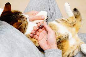 嫌がる猫ちゃんの爪切り対策を教えるよ 猫の顔 猫 爪切り