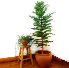 It's called a pine, but it grows as a tropical variety. Norfolk Island Pine Mashtal Garden Centers