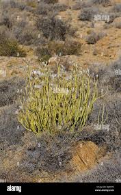 Image result for Kleinia longiflora