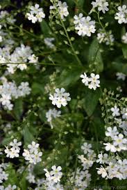 We did not find results for: White 5 Petal Flowers With Yellow Center Of Schwerin Germany Jpg Hi Res 1440p Qhd