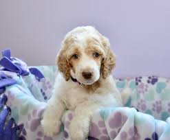 Puppyfinder.com is your source for finding an ideal sheepadoodle puppy for sale in usa. Above And Beyond Standards Premier Puppies In Nc Bernedoodle Goldendoodle Akc Poodle Sheepadoodle Puppies In Nc