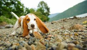 Hush puppi's recent balling at quilox wasn't just for fun. Basset Hound Hunderasse Mit Bild Info Temperament Charakteristiken Und Fakten