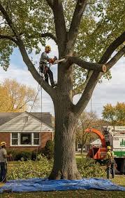 Tree Removal & Tree Services in Buffalo | Chop Chop Tree