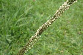 Image result for Sporobolus spicatus
