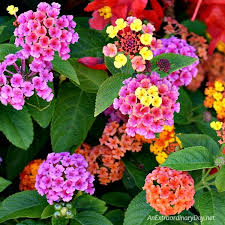 And her other garden is the seeds of positivity, love, and joy that she has. 9 Bible Verses To Help Free You From Worry An Extraordinary Day