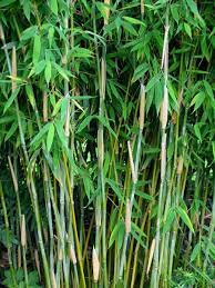 Bamboe Hagen Bamboekwekerij Kimmei Valkenswaard Bamboo Grass Bamboo Grass